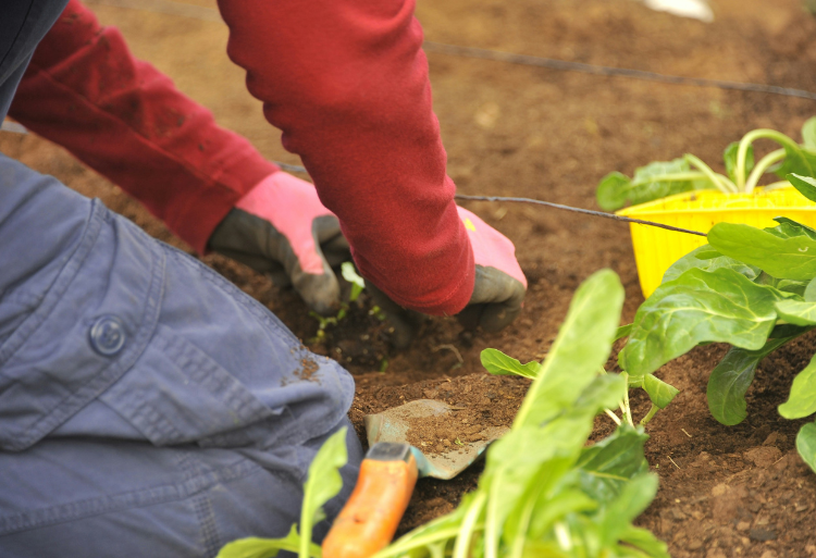 مباراة ولوج السنة الأولى تقني متخصص بالمعهد التقني الفلاحي بساحل بوطاهر تاونات 2024-2025